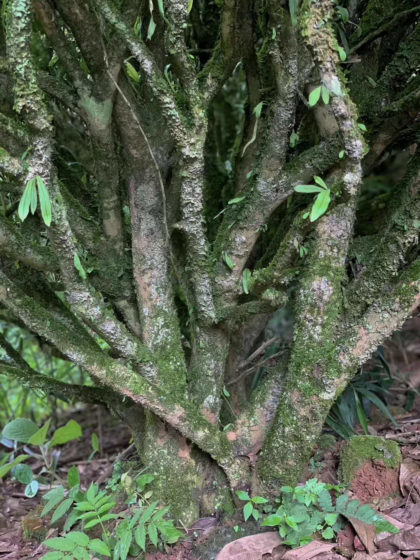 Old Bush Water Sprite (AKA Laocong Shui Xian Rock Oolong)