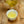 Milky Oolong (Jin Xuan Oolong)