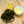 Milky Oolong (Jin Xuan Oolong)