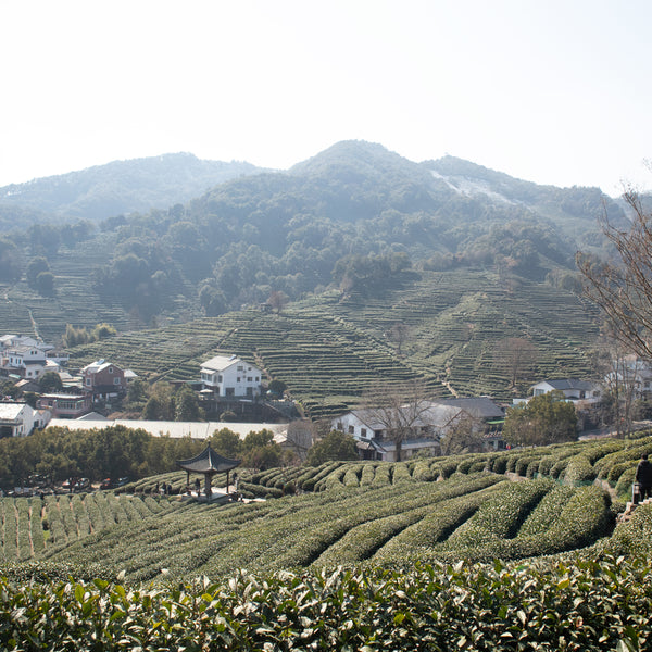 Xihu Longjing
